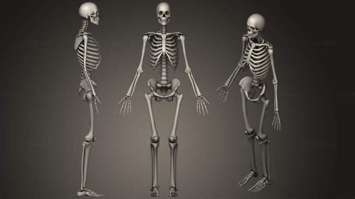 Анатомия скелеты и черепа (Скелет, ANTM_1030) 3D модель для ЧПУ станка